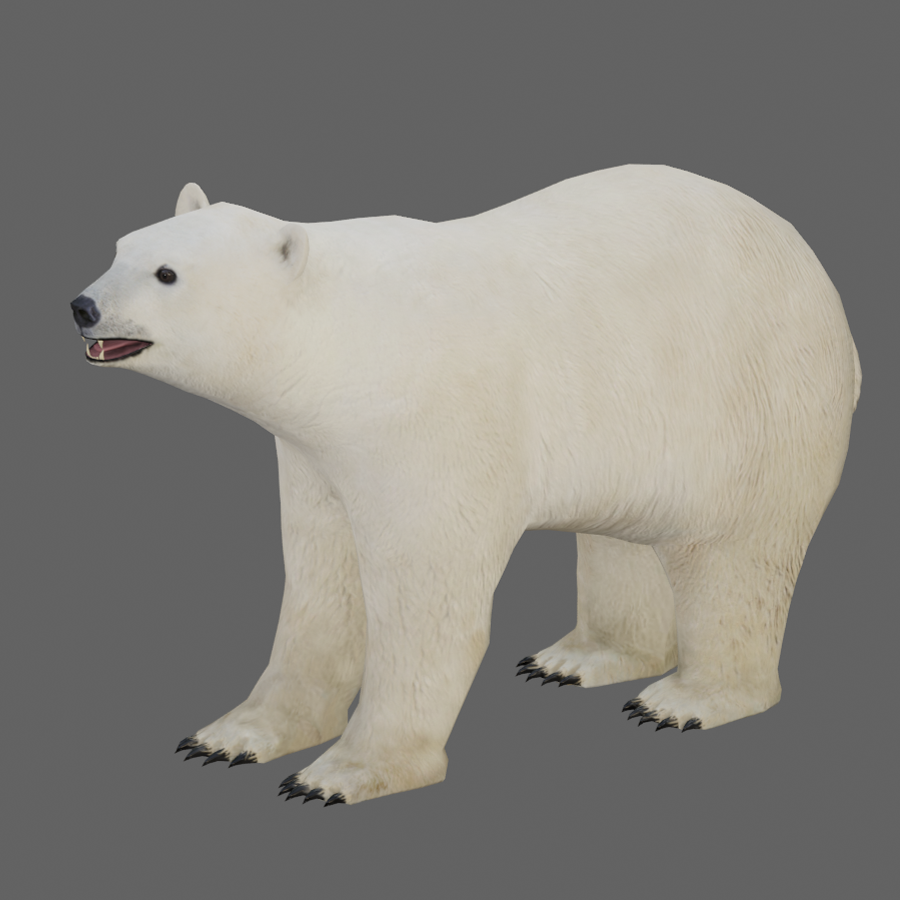 Polar Bear – 3d model with animation & PBR textures - Unity Forum