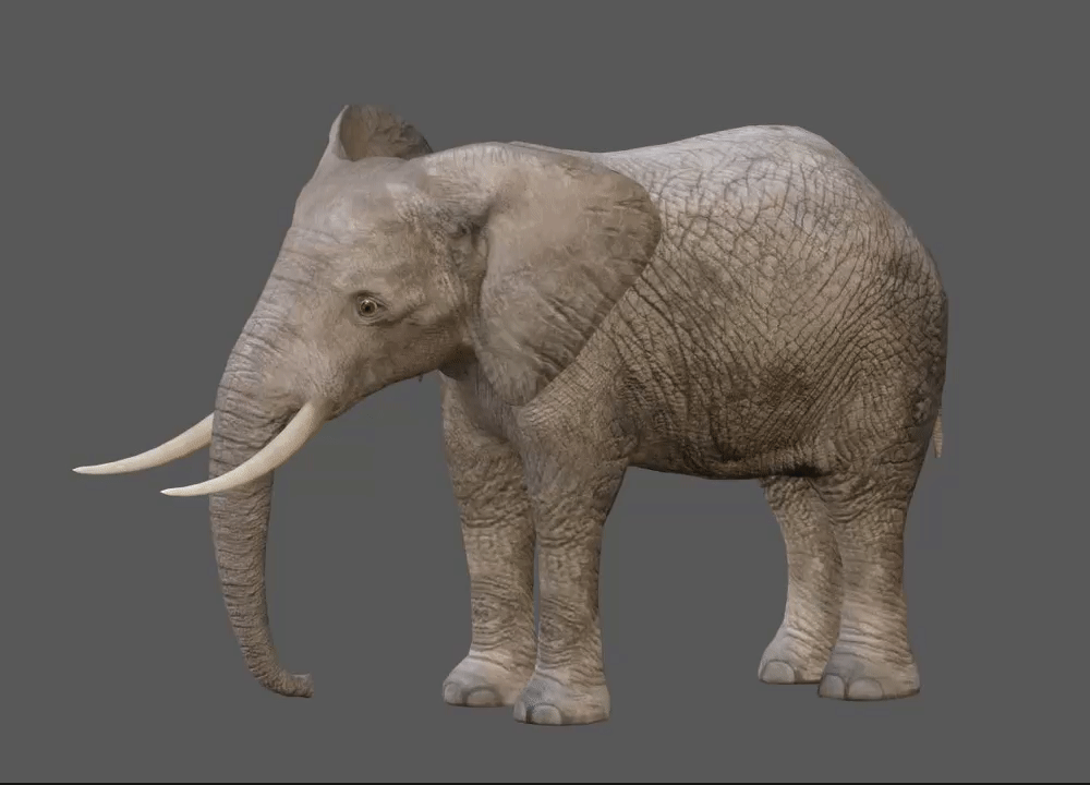 African Elephants - 3d model with animation & PBR textures - FullSpectrum 3D